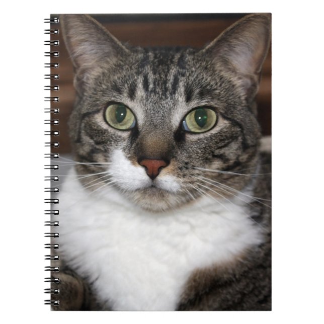 Carnet Tabby Cat Pet Animal Photographie (Devant)
