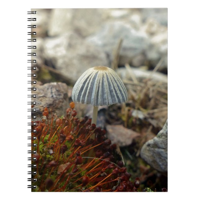 Carnet Tabouret minuscule (Devant)