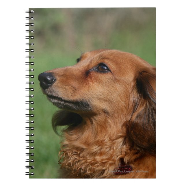 Carnet Teckel miniature aux cheveux longs 2 (Devant)