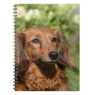 Carnet Teckel miniature aux cheveux longs rouge