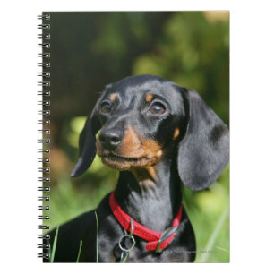 Carnet teckel miniature Lisse-haired 3