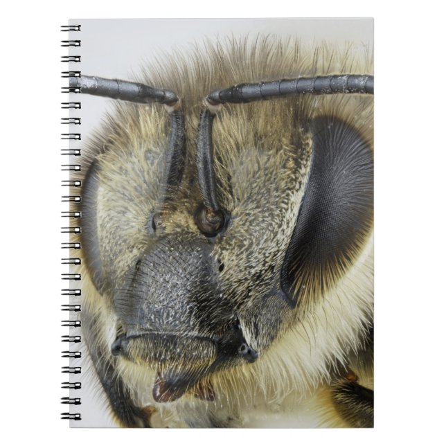 Carnet Tête d'abeille (Devant)