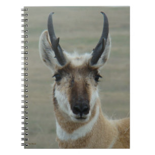 Carnet Tête de jeune buck d'antilope pronghorn A30