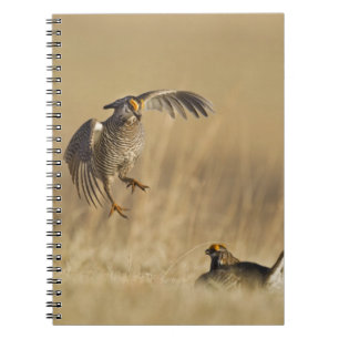 Carnet Tétras des prairies mâles au lek dans le comté de