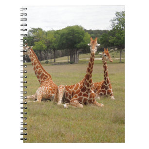 Carnet Three Giraffe at Fossil Rim