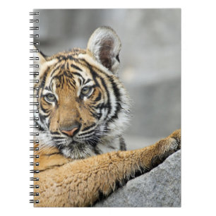 Carnet Tiger017