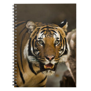 Carnet Tigre de Sibérie