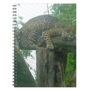 Carnet Tigre dormant dans l'arbre, la forêt, la nature, l