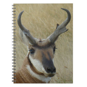 Carnet Tir dans la tête d'un grand buck d'antilope prongh