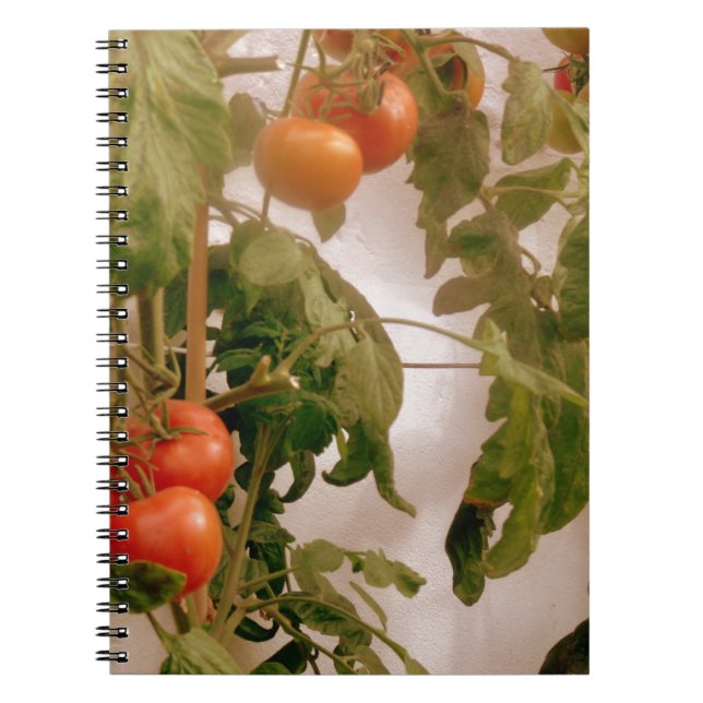 Carnet Tomates Sur La Vigne (Devant)
