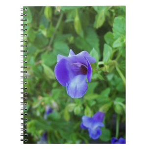 Carnet Torenia