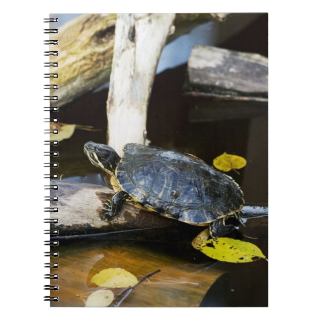 Carnet Tortue de glisseur d'étang dans le sauvage (Devant)