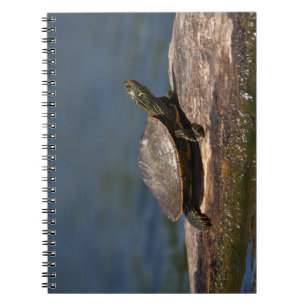 Carnet Tortue peinte sur un bûcher