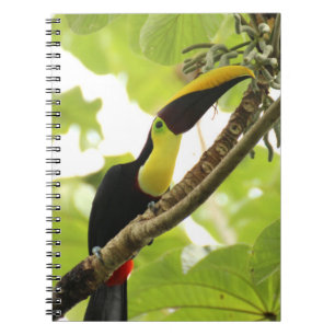 Carnet Toucan de Swainson Oiseau Exotique