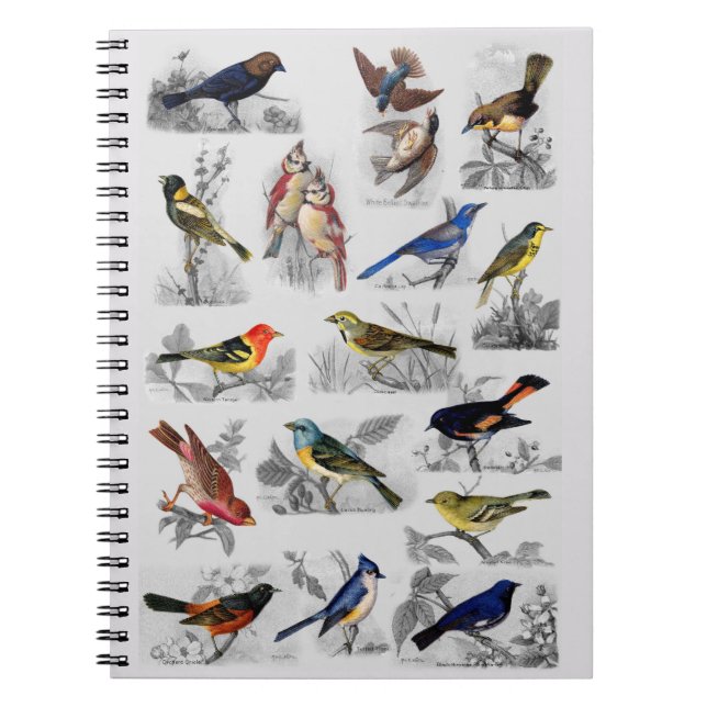 Carnet Toutes sortes d'oiseaux (Devant)
