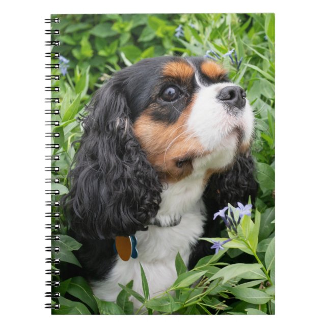 Carnet Tri Couleur Cavalier King Charles Spaniel Chien (Devant)