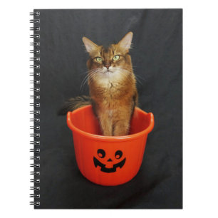 Carnet Trick or Treat Somali Cat