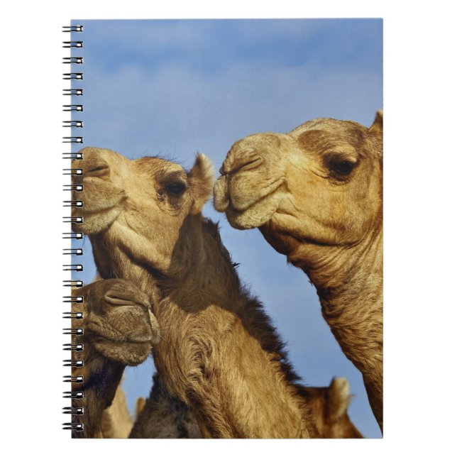 Carnet Trio de chameaux, marché aux chameaux, Le Caire, E (Devant)