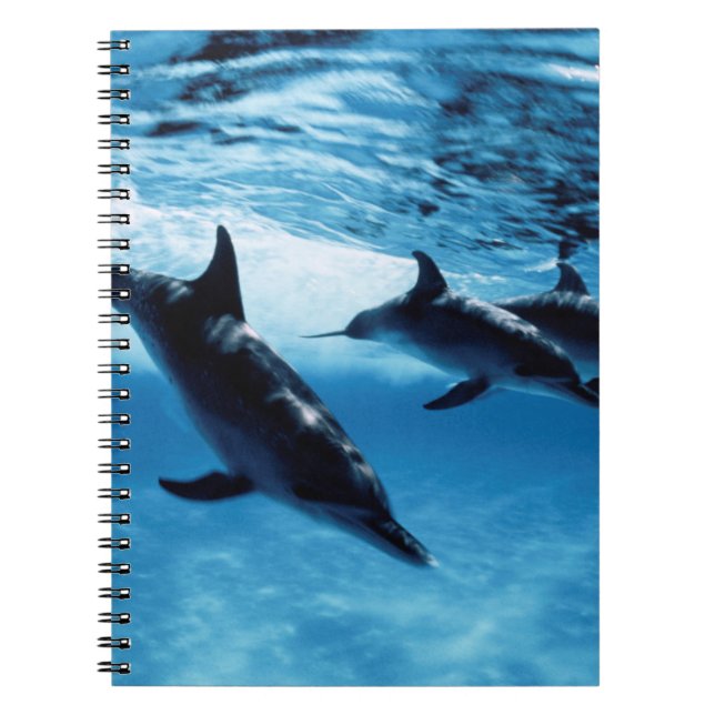 Carnet Trio de Dolphins (Devant)