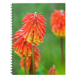 Carnet Tritoma (Kniphofia Uvaria), Cap-Occidental