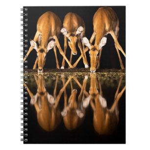 Carnet Trois impalas boivent ensemble la nuit