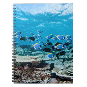Carnet Tropical Beaches Sturgeon Amongst Coral