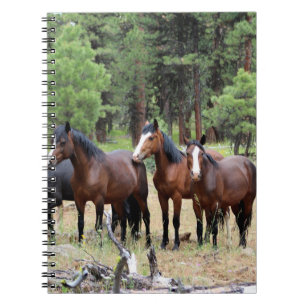Carnet Troupeau de chevaux sauvages