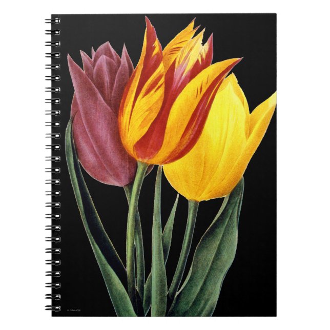 Carnet Tulipe (Tulipa Gesneriana) (Devant)