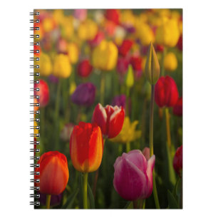 Carnet Tulipes, Festival des Tulipes, Woodburn, Oregon, É