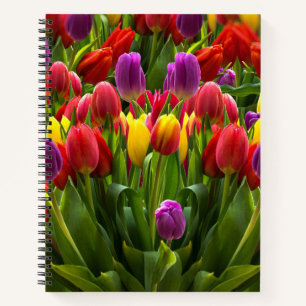 Carnet Tulipes lumineuses