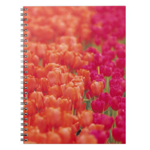 Carnet Tulipes orange et rose