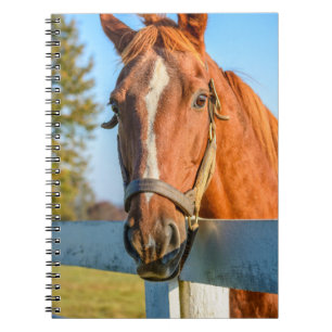 Carnet Twilight Rose Cheval de course Pur-sang