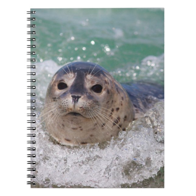 Carnet Un bébé phoque surfant (Devant)