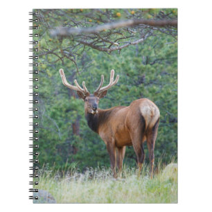 Carnet Un élan regardant en arrière Montagnes Rocheuses