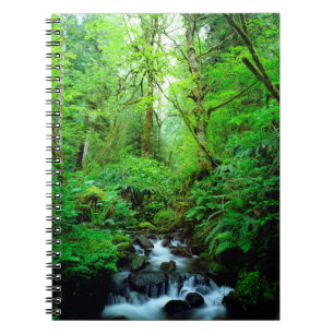 Carnet Un ruisseau dans une forêt ancienne