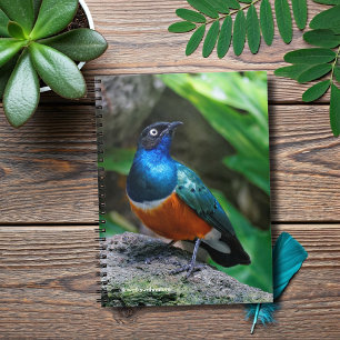 Carnet Un Superbe Songbird Starling Africain