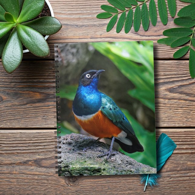 Carnet Un Superbe Songbird Starling Africain (African Super Starling on a Rock Journal Cover Photo)