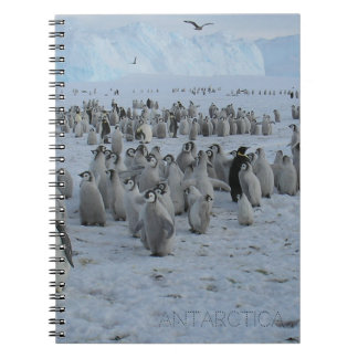 Carnet Un troupeau de Pingains en Antarctique, photo.