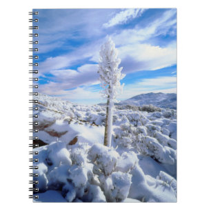 Carnet Un yucca enneigé