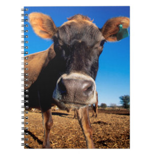 Carnet Une vache Jersey curieuse