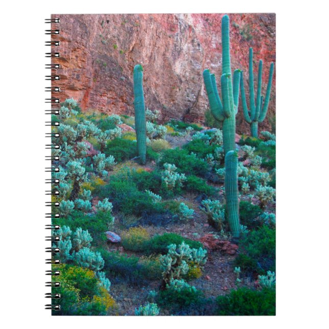 Carnet USA, Arizona. Flore du désert (Devant)