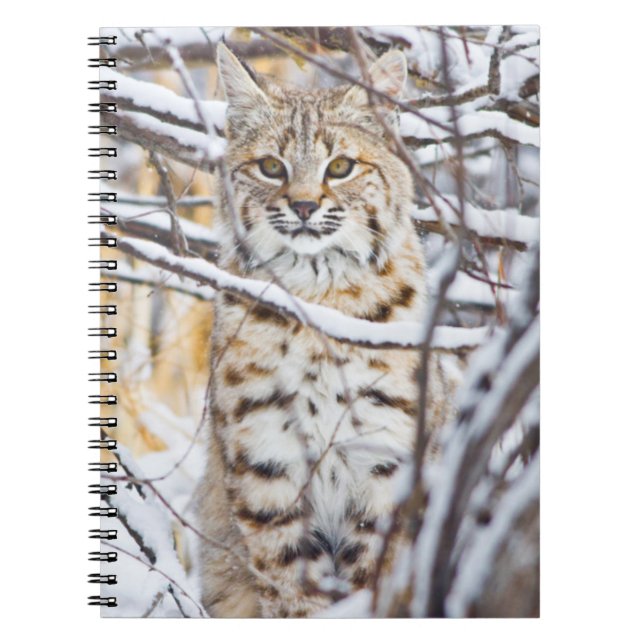 Carnet USA, Wyoming, Bobcat (Devant)