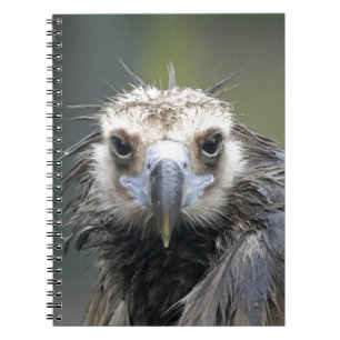 Carnet Vautour moine