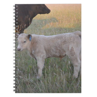 Carnet Veau du charolais