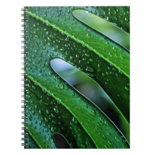 Carnet Vert feuille plante Monstera