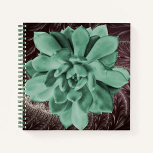 Carnet Vert Succulent Echeveria Apus Closeup Photo