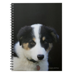Carnet Vieux chiot de border collie de 12 semaines