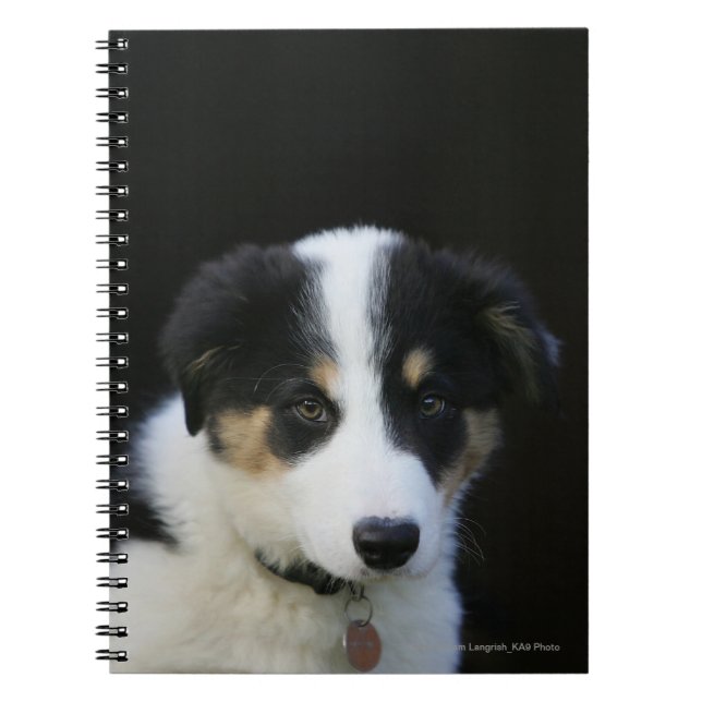 Carnet Vieux chiot de border collie de 12 semaines (Devant)