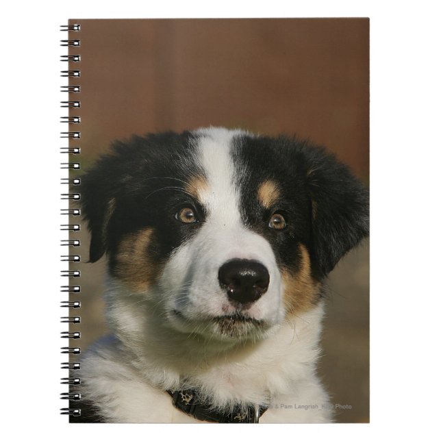 Carnet Vieux Headshot de chiot de border collie de 12 (Devant)