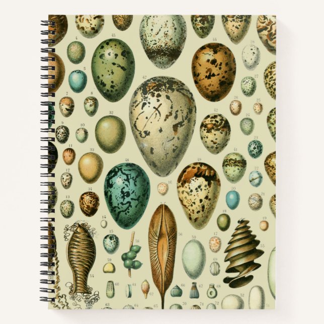 Carnet Vintage Bird Eggs French Fish Egg (Devant)